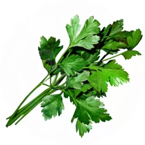 FLAT PARSLEY