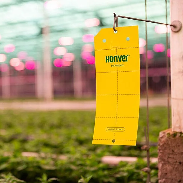 HORIVER TRAPS